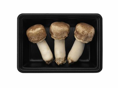 生アガリクス茸 | ホクトOnline Shop
