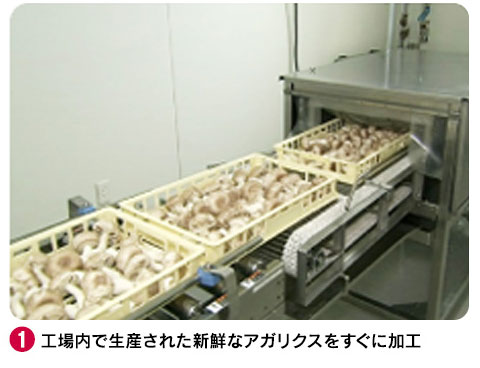 1 工場内で生産された新鮮なアガリクスをすぐに加工