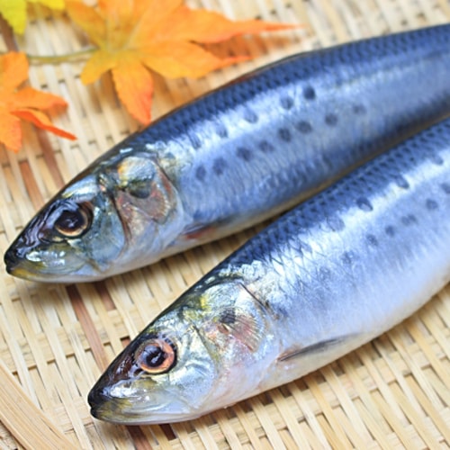青魚