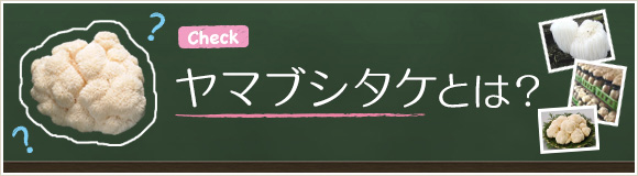 ヤマブシタケとは？